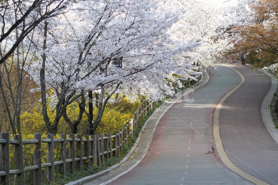 벚꽃길,산책길,봄풍경,식물,자연,남산길,감성사진,봄,계절,spring,season,식물,자연,plants,nature,꽃,flower,plant,asphalt,아스팔트