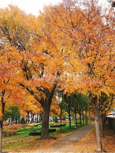 가을,공원,낙엽,단풍,산책로,자연,나무,미국,시카고,가을,계절,fall,autumn,season,식물,자연,plants,nature,나무,trees,wood,tree,plant,maple