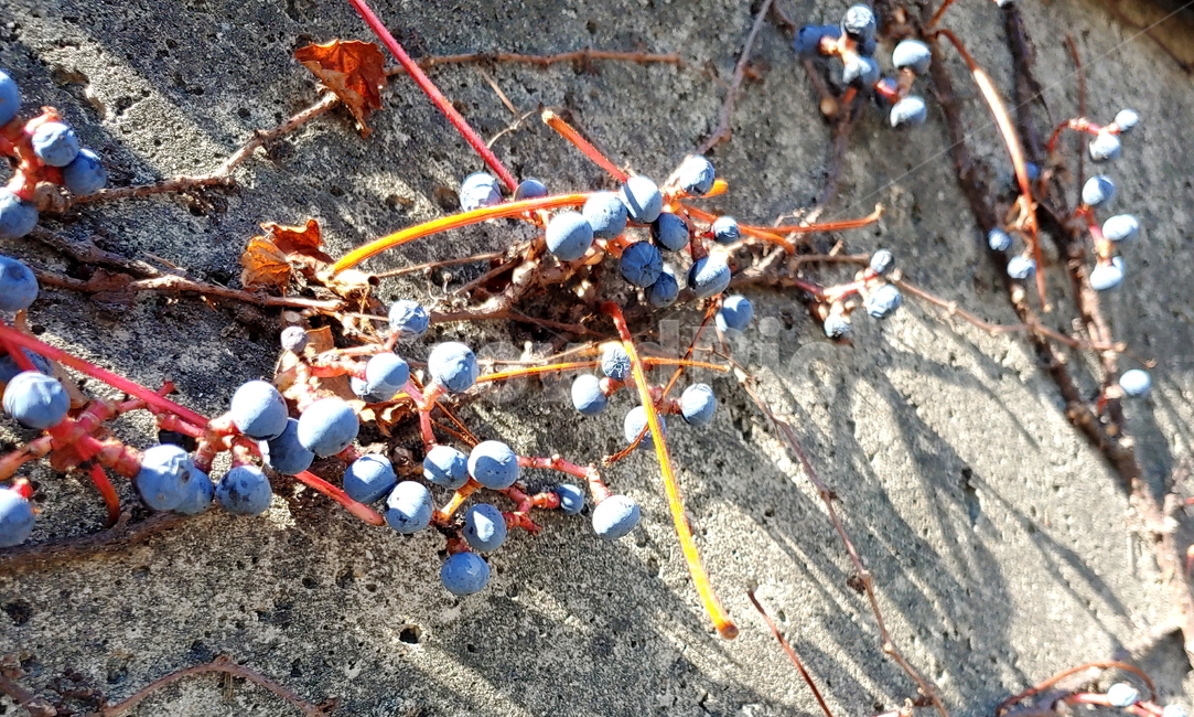 가을,담쟁이,넝쿨,식물,나무,식물,자연,plants,nature,과일,열매,fruit