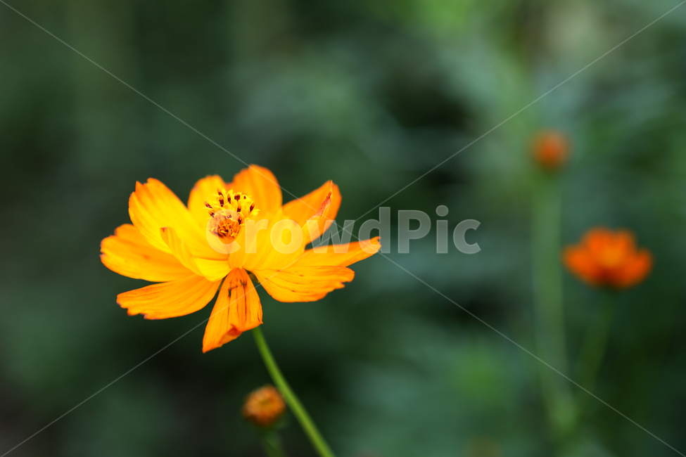 코스모스,꽃,여름풍경,꽃밭,풍경,식물,자연,plants,nature,꽃,flower