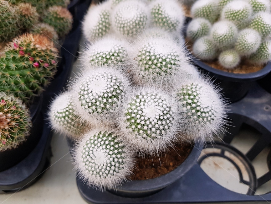 선인장,식물,plant,cactus,가시,정원