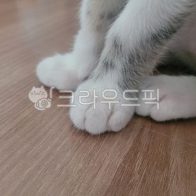 sole,gray,cats paw,cat,wood