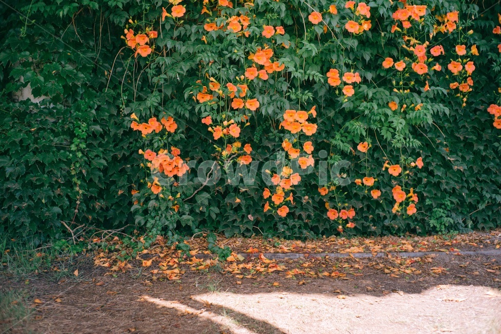 여름꽃,꽃,능소화,꽃담,주황색,식물,자연,plants,nature,꽃,flower