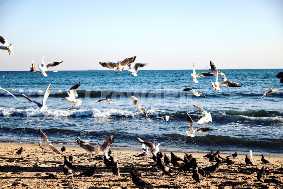 부산,갈매기,하늘,바다,햇빛,동물,animal,조류,새,birds
