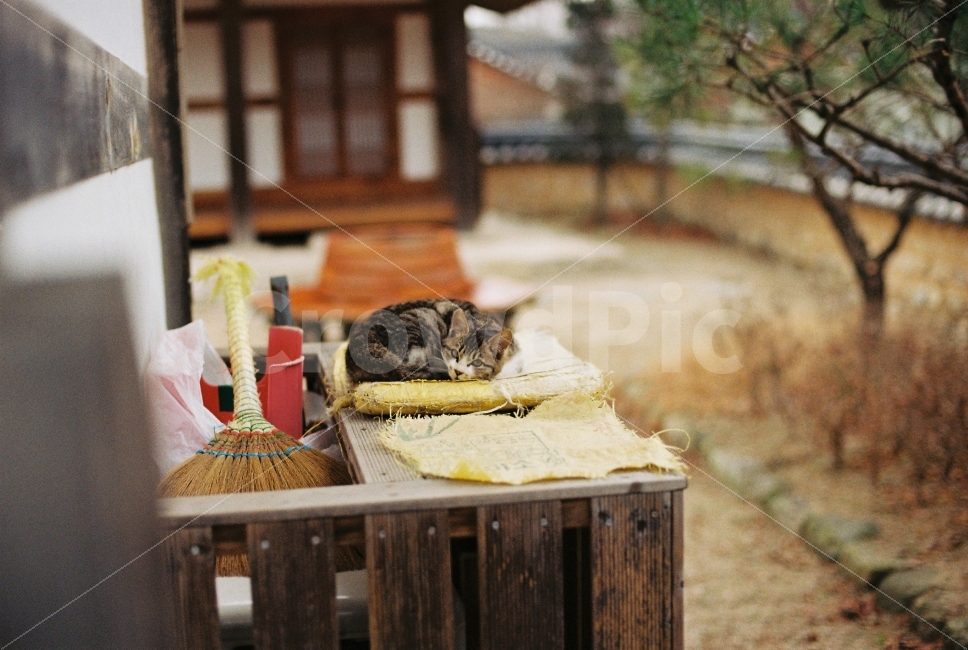 애완동물,고양이,길냥이,동물,냥이,필름,필름카메라,Nikon,Fm2,아날로그,필름사진,시골,마을,풍경,landscape,country,rural,town,동물,animal,포유류,mammal,고양이,cat,kitten,kitty,감성,sensible,feeling