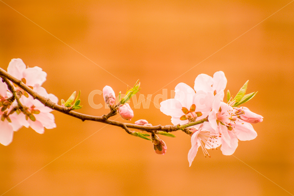 봄,꽃,복사꽃,아름다움,감성적,봄,계절,spring,season,식물,자연,plants,nature,꽃,flower,plant