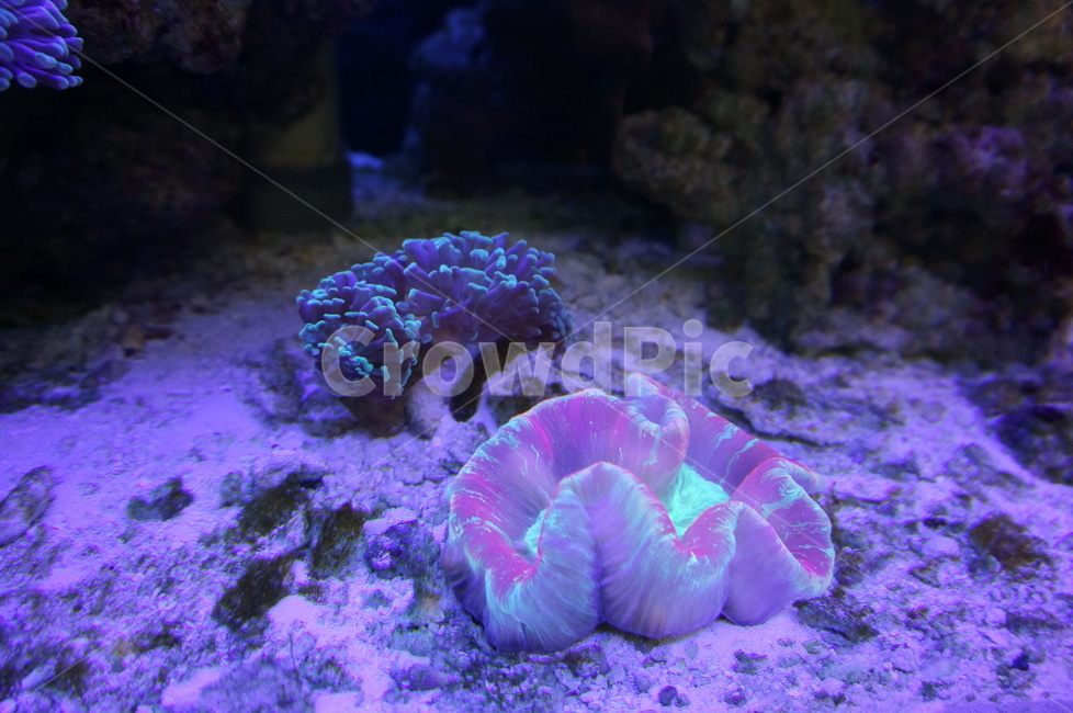 해양생물,수족관,아쿠아리움,산호초,coralreef,sealife,바다,자연,nature