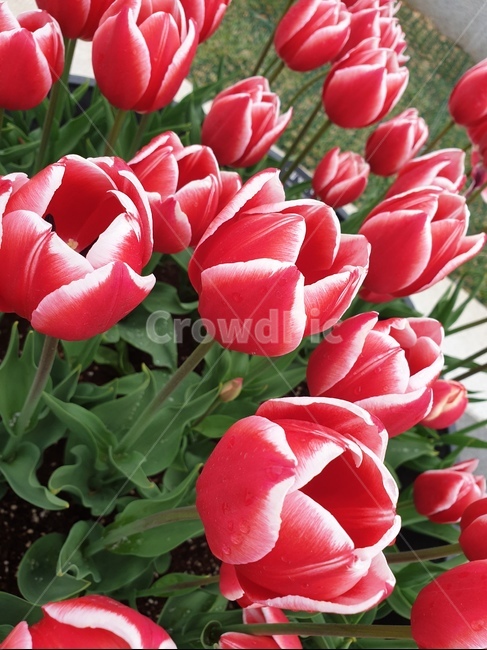 꽃,봄,flower,자연,튤립,빨강