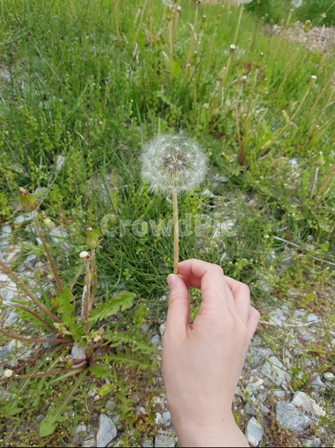 민들레,봄,spring,dandeline,봄꽃,손,자연,nature