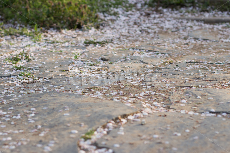 벚꽃,벚꽃놀이,봄,봄꽃,자연,돌,돌길,봄,계절,spring,season,ground,바닥