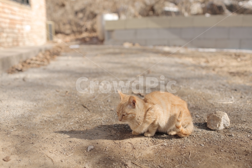 고양이,아기고양이,cat,반려묘,애완동물,동물,아기동물,도둑고양이,길냥이,동물,animal,포유류,mammal,고양이,cat,kitten,kitty
