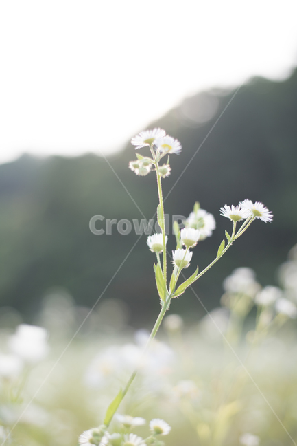 atmosphere,white flower,touching,longing,flower,Outfocusing,glare,wildflower,wildflowers,wild flowers,moving,faint