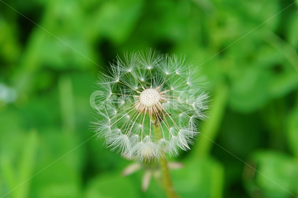 민들레,봄,야생화,들,배경