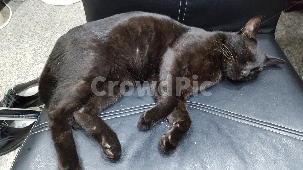 cat,고양이,길냥이,애완동물,휴식,동물,animal,포유류,mammal,고양이,cat,kitten,kitty