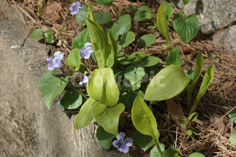 꽃,봄,보라색,식물,초로색,식물,자연,plants,nature