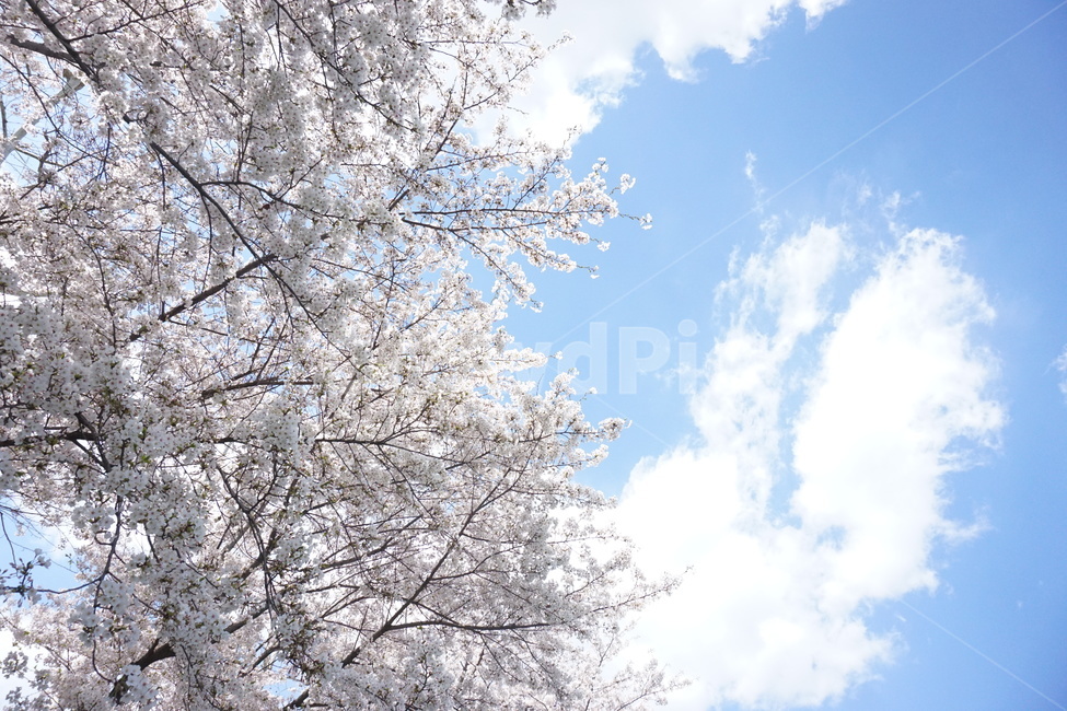 벚꽃,벚꽃놀이,왕벚꽃,벚나무,봄,하늘,cherryblossom,자연,꽃,flower,봄,계절,spring,season,자연,풍경,nature,landscape,plant,식물