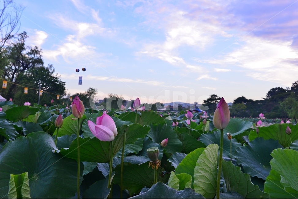 plant,식물,flower,blossom,꽃,충남,부여,궁남지,water,물,outdoors,옥외,nature,자연,하늘,구름,연꽃,홍연