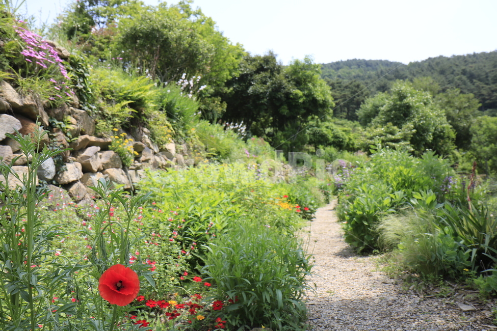 자연,풍경,경치,정원,공원,꽃,나무,하늘,풀,봄경치,여름경치,자연,풍경,nature,landscape,outdoors,옥외,plant,식물