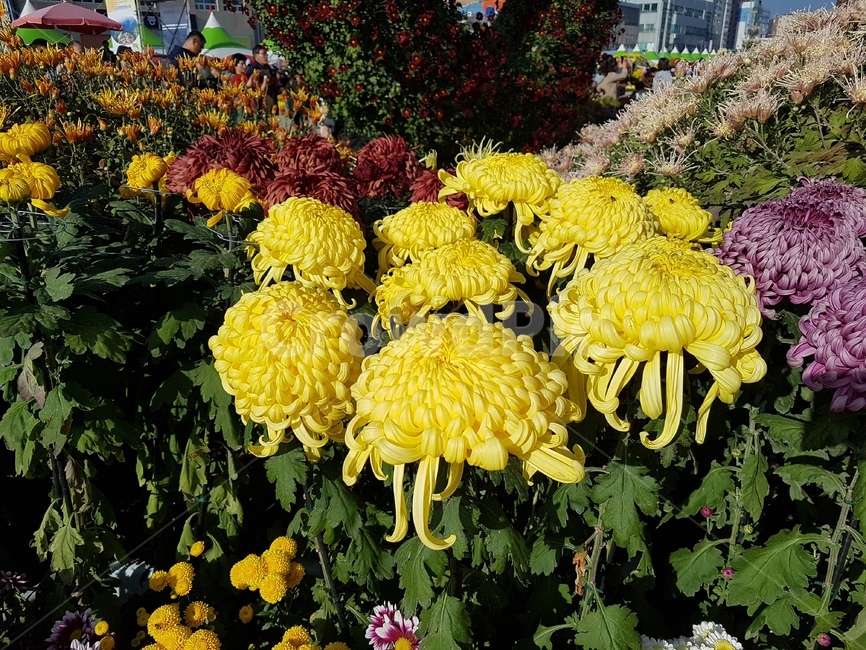 국화,꽃,가을,국화꽃,가을꽃,식물,자연,plants,nature,꽃,flower