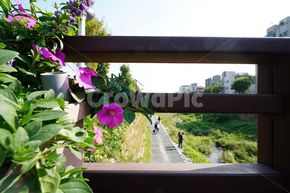꽃,플라워,flower,감성,하늘,날씨,가을,식물,생물,색감,핑크,분홍,식물,자연,plants,nature,꽃,flower