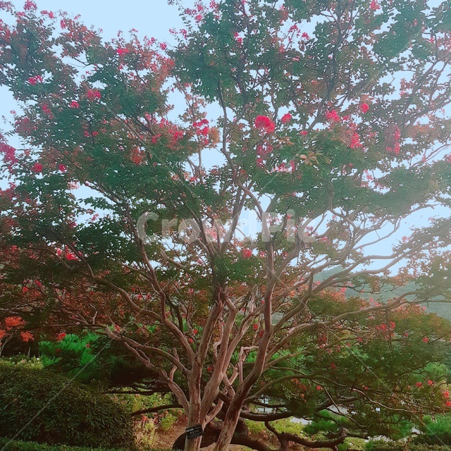 식물,꽃,나무,가을,화창함,식물,자연,plants,nature,나무,trees,wood