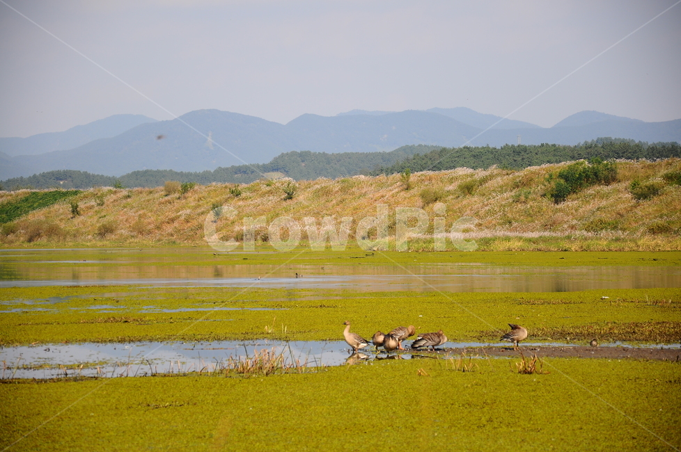 우포늪,습지,자연,늪,우포,자연,풍경,nature,landscape,조류,새,birds,land,땅,outdoors,옥외,water,물