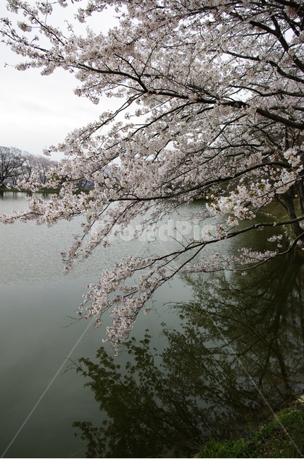 호수,벚꽃,나무,봄,식물,풍경,봄,계절,spring,season,plant,flower,꽃,blossom