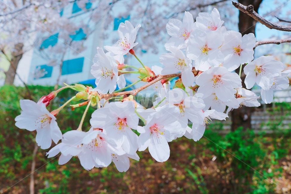 벚꽃,나무,꽃,핑크,cherryblossom,식물,자연,plants,nature,꽃,flower