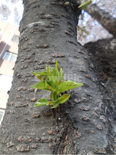 나뭇잎,나무,tree새싹,sprout,봄,springtime