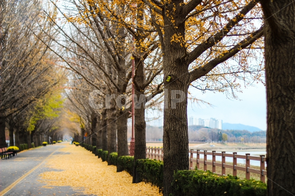 가을,은행나무,은행나무길,공원,park,옐로우,fallseason,여유로움,한가함,고독,쓸쓸함,외로움,가을,계절,fall,autumn,season,자연,풍경,nature,landscape,한국자연풍경,한국자연경관,korea nature landscape,식물,plants,나무,trees,wood,plant,tree,tree trunk,나무 줄기,path,통로,furniture,가구,bench,벤치,walkway,보도
