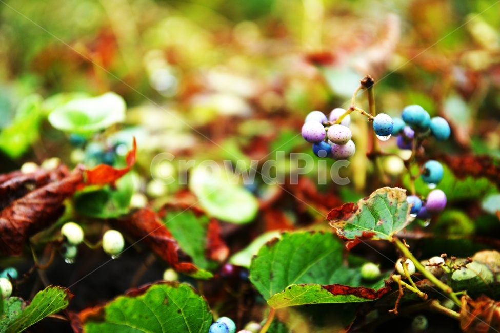 잡초열매,결실,담쟁이덩굴,덩굴,담쟁이덩굴열매,식물,자연,plants,nature,과일,열매,fruit,감성,sensible,feeling