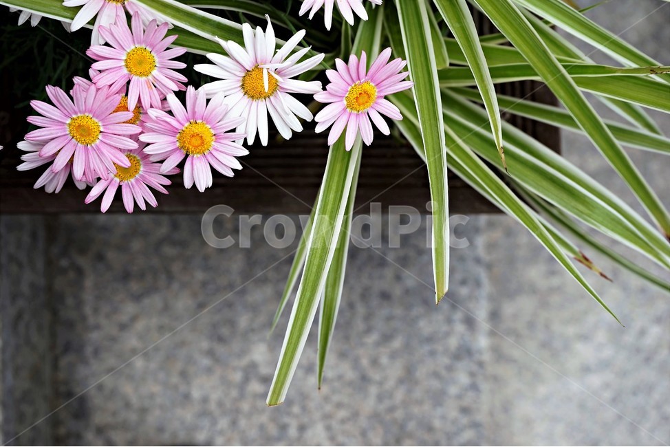 오스테오스펄멈,꽃,봄,자연,식물,아프리카원산,아프리칸데이지,flower,plant,floral,garden,Osteospermum,디모르포테카,데모루,오스테오스퍼멈