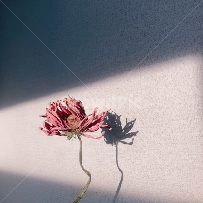꽃,그림자,정물,드라이플라워,플라워,분홍,장미,식물,소품,꽃,flower,실내용화초,화분,화초,house plant,감성,sensible,feeling
