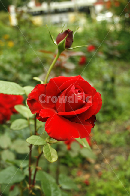 장미,식물,flower,plants,nature,꽃,꽃봉오리,붉은색,레드,식물,자연,plants,nature,꽃,flower