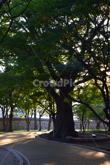 대릉원,잔디,나무,산책,햇살,공원,저녁,오후,나른함,자연,풍경,nature,landscape