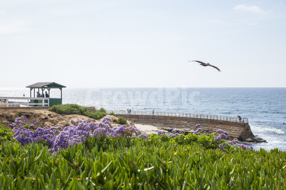 바다,비치,라호야코브,미국,캘리포니아,샌디에고,sandiego,usa,beach,sea,푸른,파란,파랑,물,돌,암석,lajollacove,꽃,보라색,라벤더,flowers