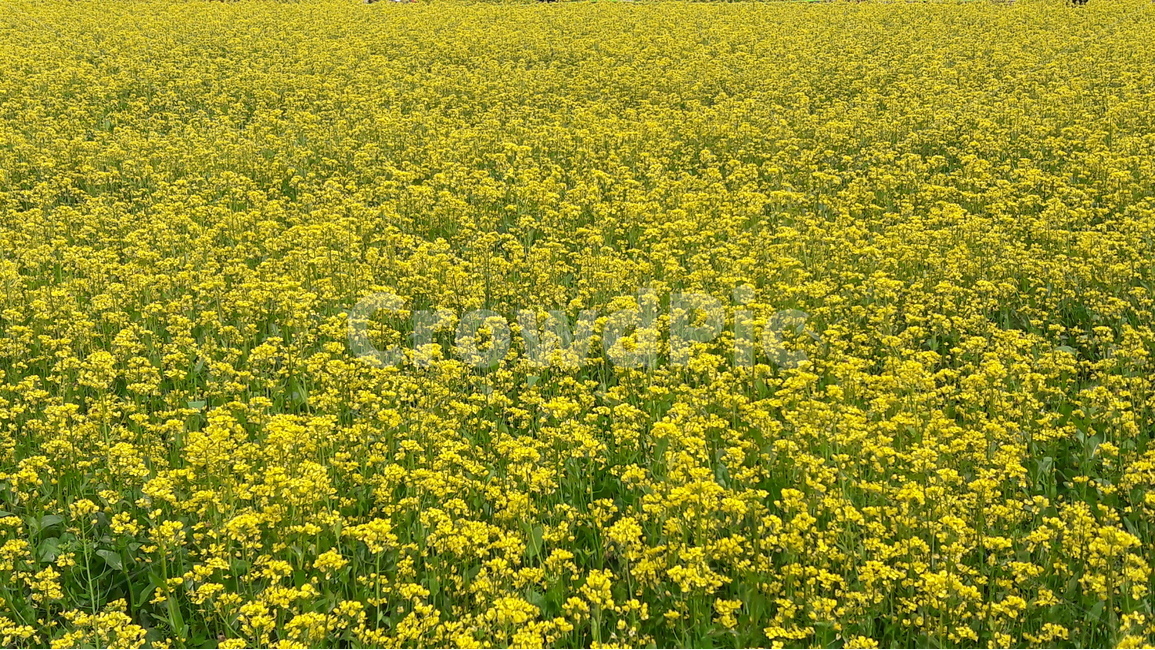 구리유채꽃축제,유채꽃,꽃,벌,배경화면,식물,자연,plants,nature,꽃,flower