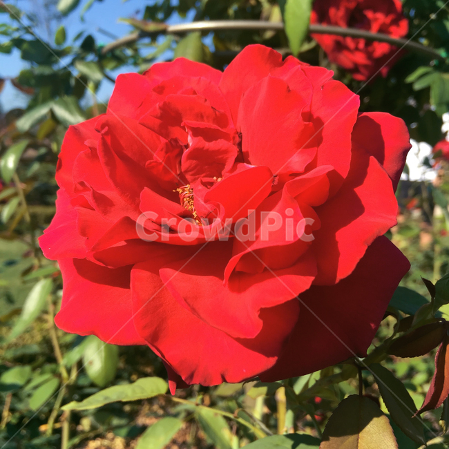 꽃,붉은꽃,장미,붉은색,빨간장미,flower,rose,redrose,red,greenred