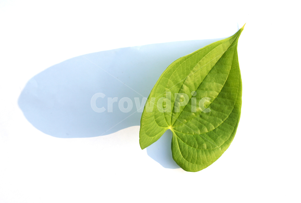 closeup,fresh,green,heart,heartshape,leaf,leaves,macro,natural,nature,plant,single,solo,sponge gourd,클로즈업,신선한,그린,녹색,하트,하트모양,모양,하트잎,잎,나뭇잎,잎사귀,자연,식물,수세미잎,흰배경,수세미,식물,자연,plants,nature,누끼,remove background