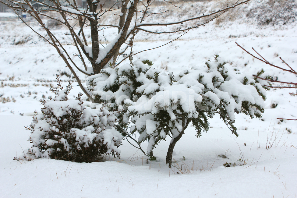 겨울,나무,눈,눈쌓인,폭설,식물,자연,풍경,스노우,snow,실외,겨울,계절,winter,season