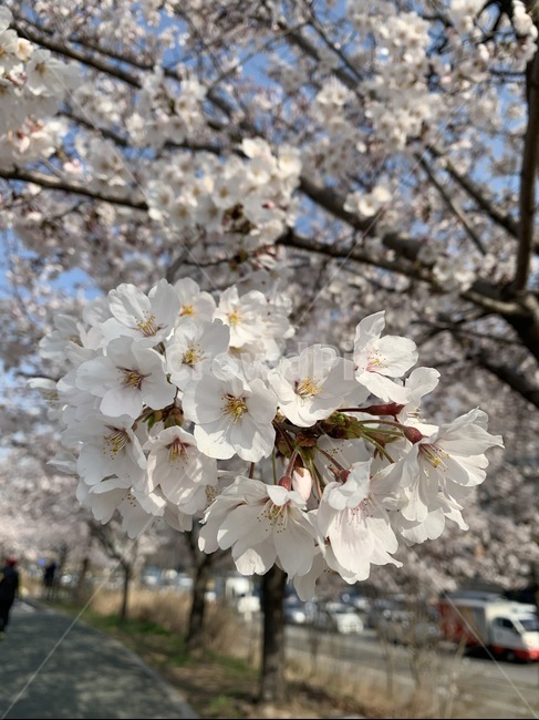plant,식물,blossom,꽃,cherryblossom,벚꽃,flower