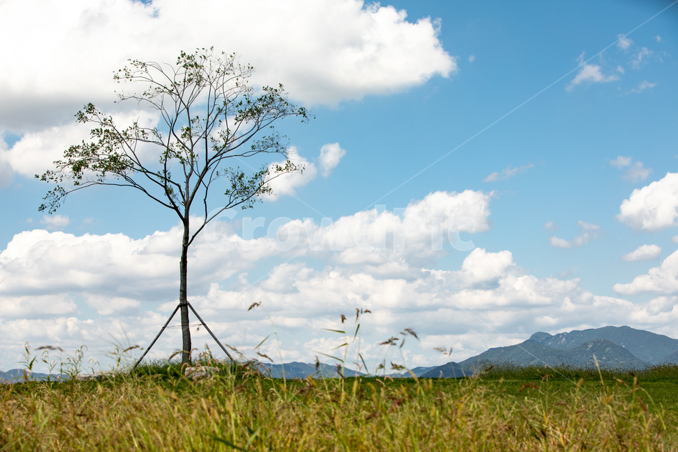 가을하늘,공원,하늘,구름,생태공원,자연,가을,자연,풍경,nature,landscape,grassland,목초지,field,들,outdoors,옥외