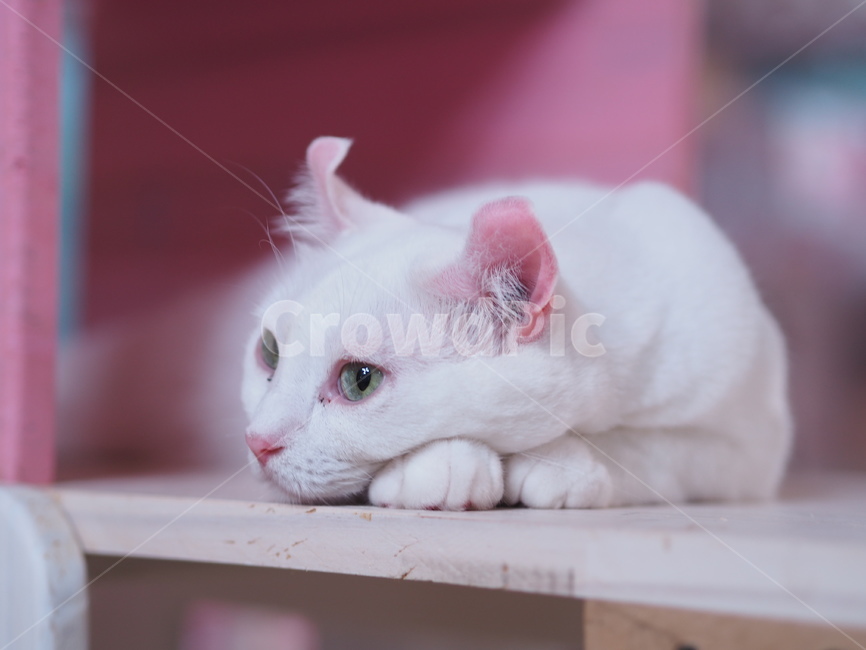 고양이,반려동물,반려묘,애묘,동물,애완동물,cat,kitty,animal,mammal,kitten,귀여움,집사,야옹이,냥,냥이,아메리칸컬,동물,animal,포유류,mammal,고양이,cat,kitten,kitty