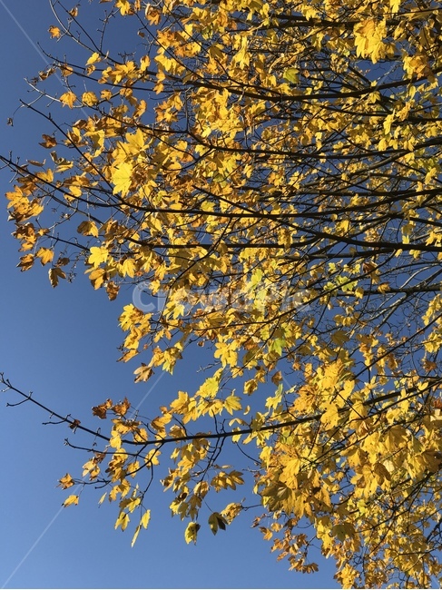 은행,낙엽,가을,단풍,fall,식물,나무,tree,atumn,maple,가을,계절,fall,autumn,season,plant