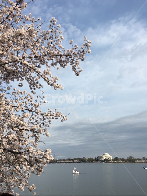 봄,벚꽃,강가,물,자연,nature,outdoors,water,river,flower,워싱턴디씨,cherryblossom,꽃