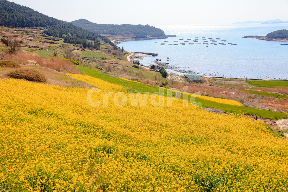 청산도,유채꽃,농촌,농업,경치,자연,풍경,nature,landscape,식물,plants,꽃,flower,grassland,목초지,outdoors,옥외,field,들