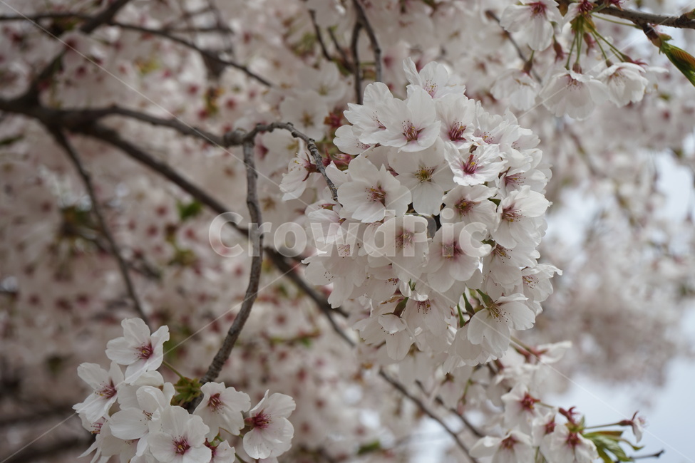 벚꽃,cherryblossoms,꽃,flower,하얀벚꽃,봄,spring