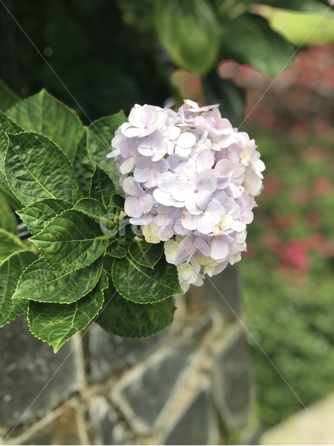 식물,꽃,flower,hydrangea,수국,plant,식물,자연,plants,nature