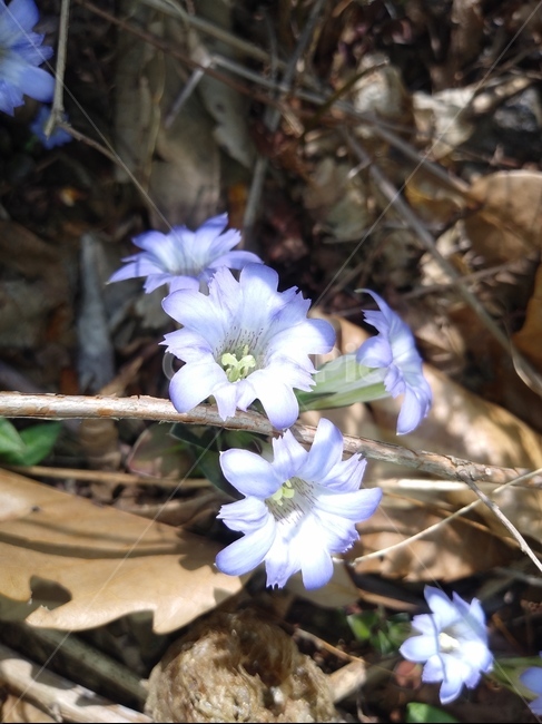 식물,flower,geranium,꽃,blossom