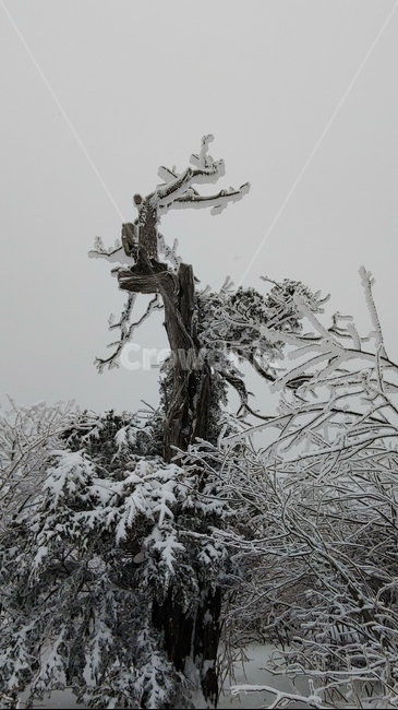 산,설경,풍경,겨울,나무,겨울,계절,winter,season,식물,자연,plants,nature,나무,trees,wood